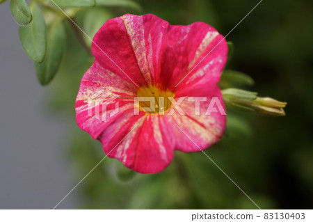 Calibrachoa (Petunia, Solanaceae) 5 Calibrachoa (Petunia, Solanaceae) 5 83130403