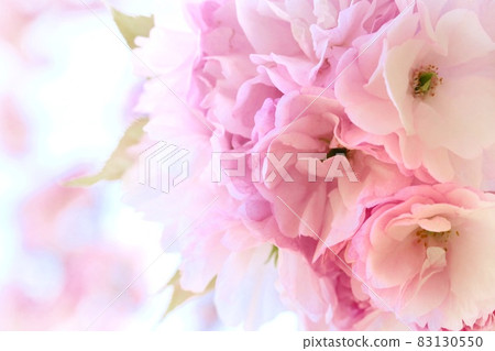 Okumiyako Yae Sakura Close-up April Spring Pink Okumiyako Yae Sakura Close-up April Spring Pink 83130550