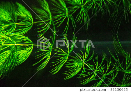 Aquatic plants in the dark 83130625