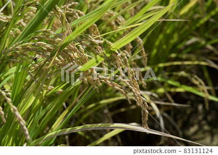 熊本的稻穗圖片(熊本市西區松原町平山) 熊本的稻穗圖片(熊本市西區松原町平山) 83131124