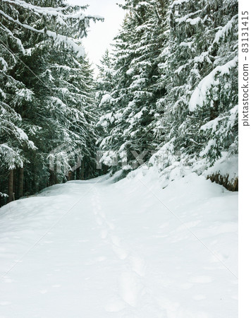 Footprints at winter forest 83131415