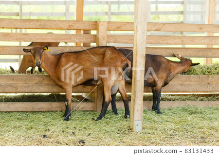 French herd of goats on a green farm French herd of goats on a green farm 83131433