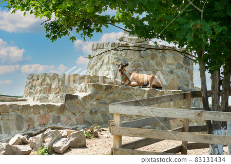 French herd of goats on a green farm 83131434