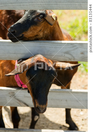 French herd of goats on a green farm 83131444
