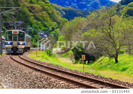 Hakubi Line Autumn leaves and train 83131445