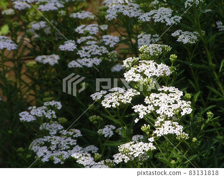Yarrow white 83131818