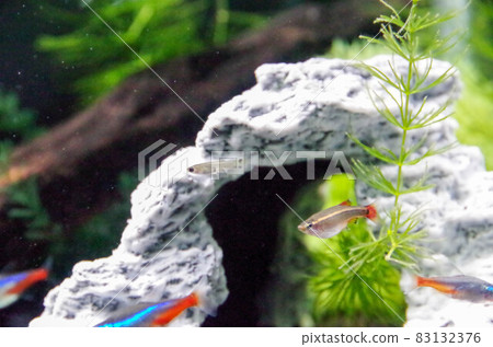 White cloud mountain minnow and guppy fry 83132376