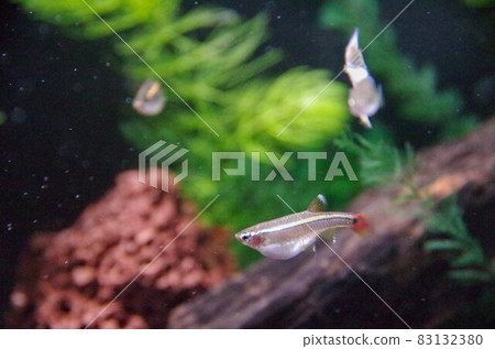 White cloud mountain minnow up 83132380