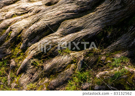 Close focus on dry roots of old tree with sunlight. Close focus on dry roots of old tree with sunlight. 83132562