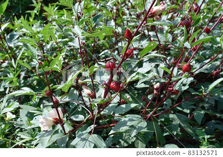 Hibiscus Rozel 83132571