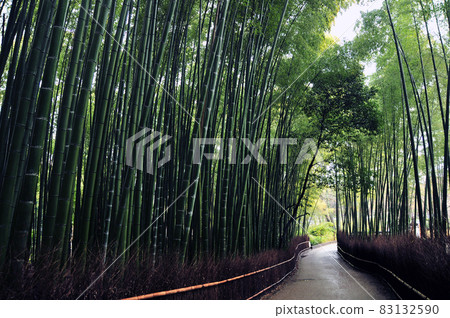 京都嵯峨野美麗的竹林 京都嵯峨野美麗的竹林 83132590