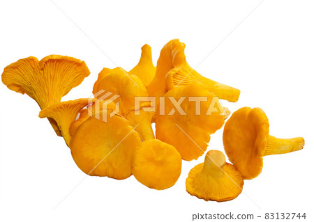 Bright orange chanterelle mushrooms on a white background. A bunch of ripe orange chanterelle mushrooms isolated on a white background. Autumn food 83132744