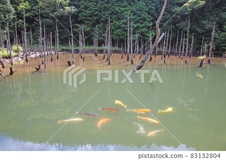 Submerged forest Submerged forest 83132804