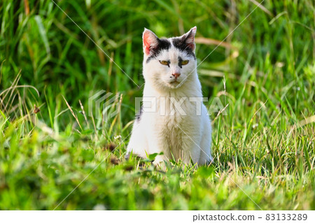 A cracked cat looking at you from the grass 83133289