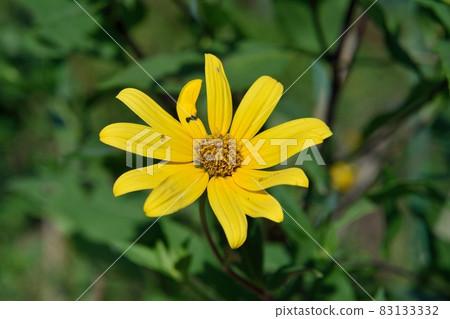 Flower of Jerusalem artichoke 83133332