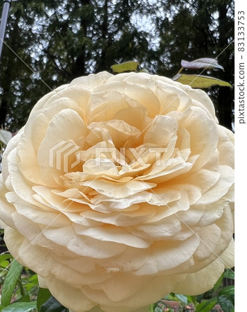 玫瑰 玫瑰 83133753