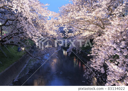 Iwakura Gojo River Sakura Illuminated 83134022