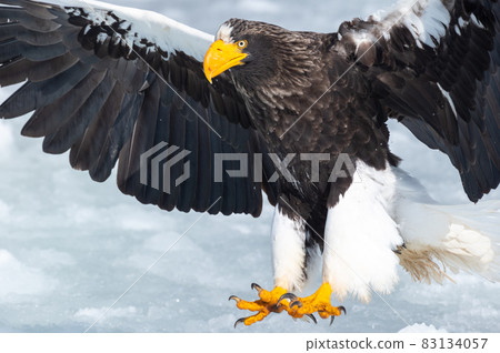 知床冬天 知床冬天 83134057