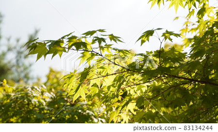 leaves reflected in the sun leaves reflected in the sun 83134244
