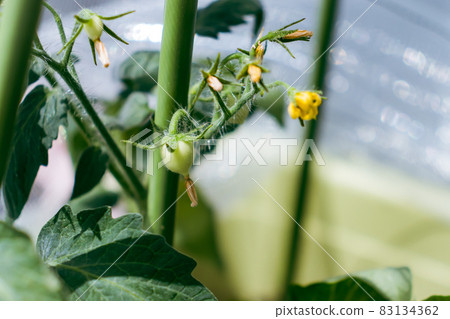Mini tomatoes that have begun to bear fruit (before maturity) Mini tomatoes that have begun to bear fruit (before maturity) 83134362