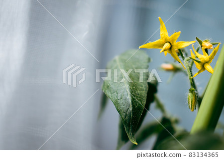 迷你番茄花 迷你番茄花 83134365