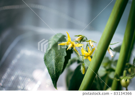 迷你番茄花 83134366