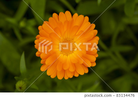 Beautiful single orange calendula or marigold flower in green foliage Beautiful single orange calendula or marigold flower in green foliage 83134476