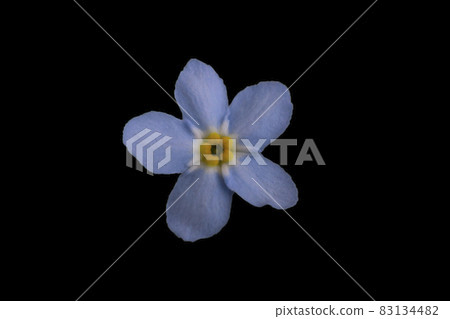 One blue forget me not flower isolated on black background One blue forget me not flower isolated on black background 83134482