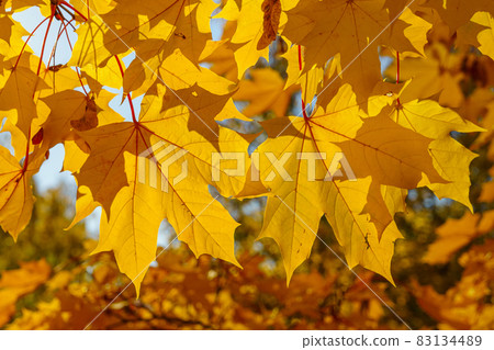 Vibrant maple foliage background in sunny autumn day Vibrant maple foliage background in sunny autumn day 83134489