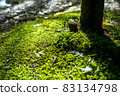 Scenery of a park with a mountain stream 83134798