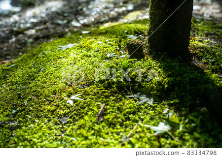 有山溪的公園風景 有山溪的公園風景 83134798