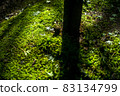 Scenery of a park with a mountain stream 83134799