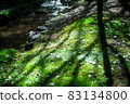 Scenery of a park with a mountain stream 83134800