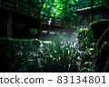 Scenery of a park with a mountain stream 83134801