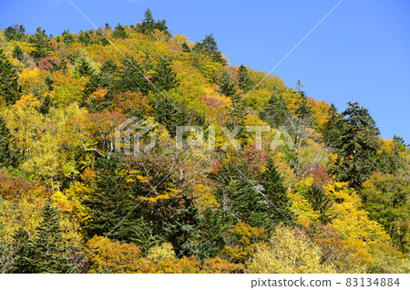 Autumn leaves of Asari Pass in Hokkaido Autumn leaves of Asari Pass in Hokkaido 83134884