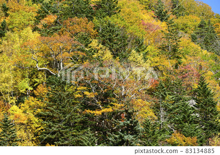 北海道朝里山口的秋葉 北海道朝里山口的秋葉 83134885
