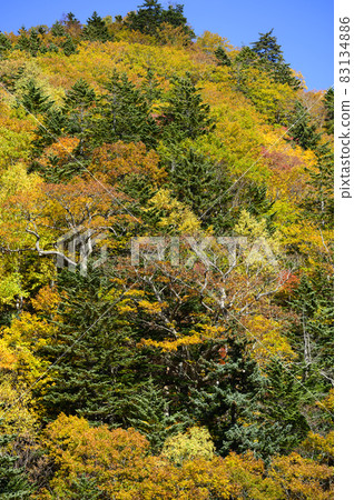 Autumn leaves of Asari Pass in Hokkaido Autumn leaves of Asari Pass in Hokkaido 83134886