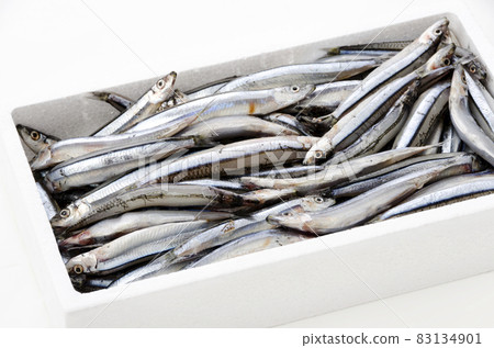 銀色條紋圓腹鯡 83134901