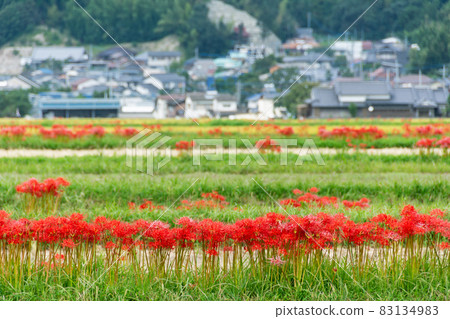 Cluster amaryllis blooming on the banks of the streets and rice fields Cluster amaryllis blooming on the banks of the streets and rice fields 83134983