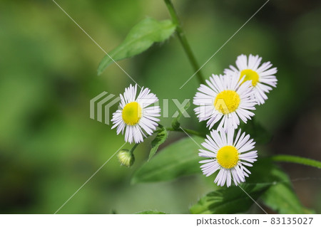 Hallion flowers 83135027