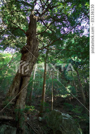 [四國88寺]朝聖之路 德島縣平等寺安南市途中的巨樹 83136130