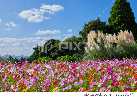 Cosmos and pampas grass Cosmos and pampas grass 83136174