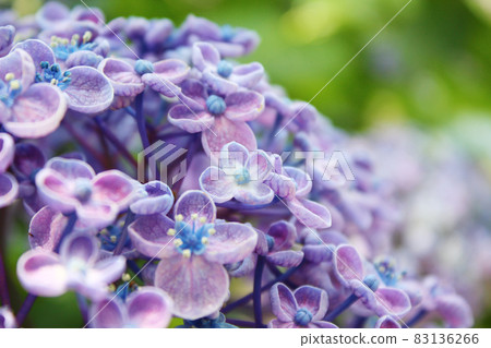 Purple hydrangea up variety, popcorn 83136266