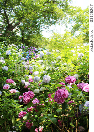Colorful hydrangea, Yatadera Temple of Hydrangea Temple 83136267