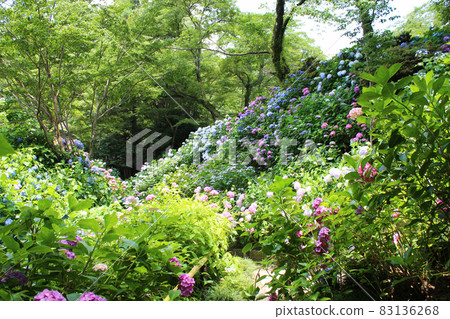 Colorful hydrangea, Yatadera Temple of Hydrangea Temple 83136268