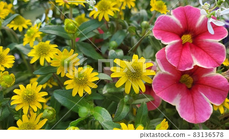 花壇裡綻放著可愛的花朵 花壇裡綻放著可愛的花朵 83136578