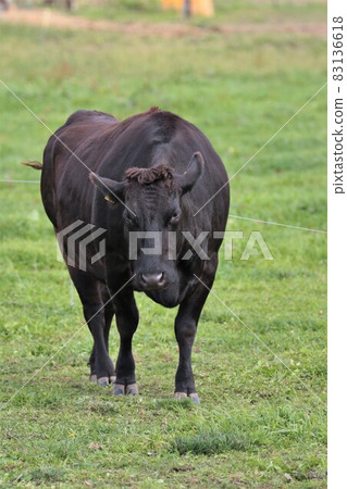 Ranch scenery, Japanese beef Ranch scenery, Japanese beef 83136618