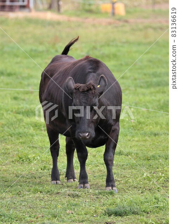 牧場風光，日本牛肉 83136619