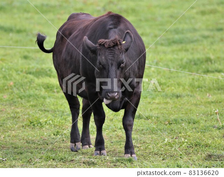 Ranch scenery, Japanese beef 83136620