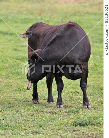 牧場風光，日本牛肉 83136621